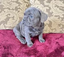 BULLDOGS FRANÇAIS MÂLES