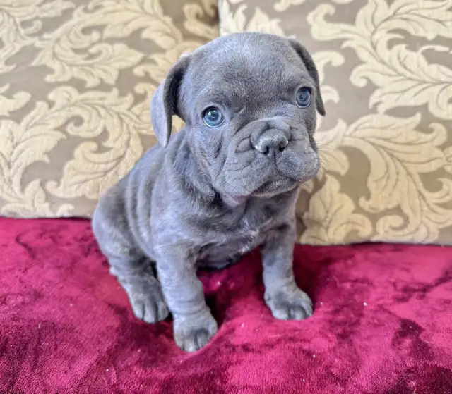 BULLDOGS FRANÇAIS MÂLES - Photo 2