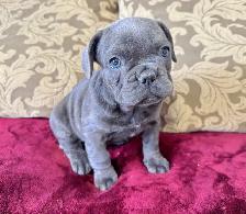 BULLDOGS FRANÇAIS MÂLES - Photo 2