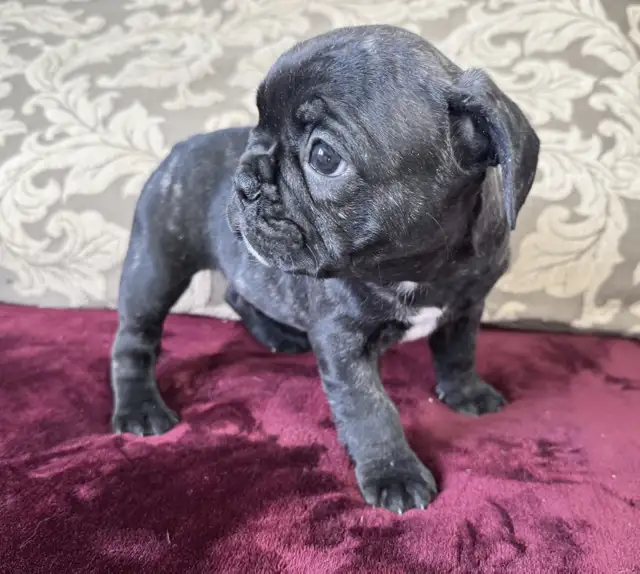 BULLDOGS FRANÇAIS MÂLES - Photo 4