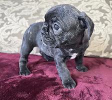 BULLDOGS FRANÇAIS MÂLES - Photo 4