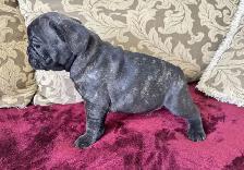 BULLDOGS FRANÇAIS MÂLES - Photo 5