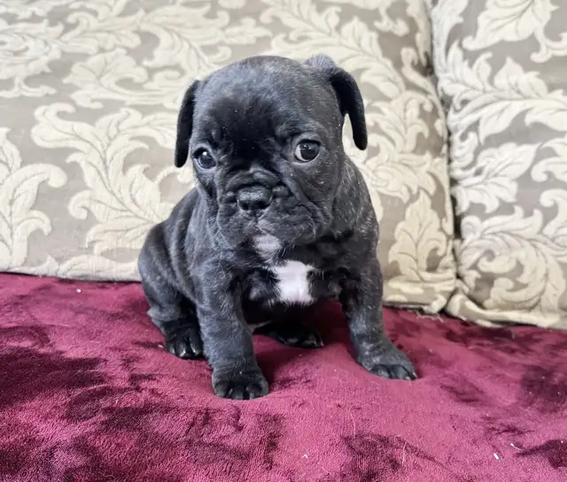 BULLDOGS FRANÇAIS MÂLES - Photo 6
