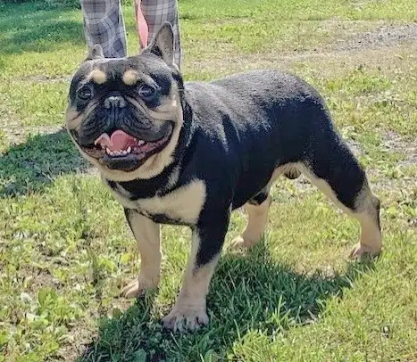 BULLDOGS FRANÇAIS MÂLES - Photo 7