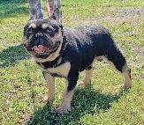 BULLDOGS FRANÇAIS MÂLES - Photo 7