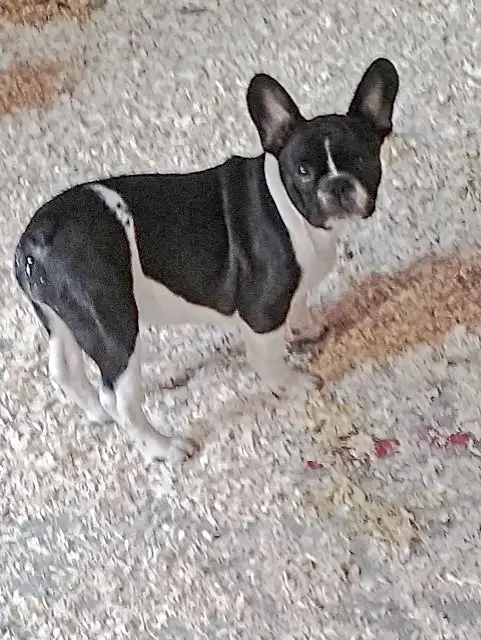 BULLDOGS FRANÇAIS MÂLES - Photo 8