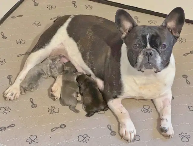 BULLDOGS FRANÇAIS MÂLES - Photo 9