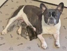 BULLDOGS FRANÇAIS MÂLES - Photo 9