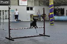 Dog Training Obedience, Agility, Private Lessons and Puppy Class - Photo 5
