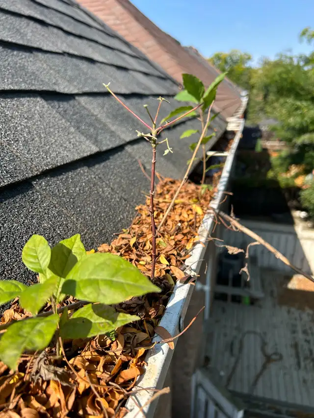 GUTTER & WINDOW CLEANING • PRESSURE WASHING - Photo 2