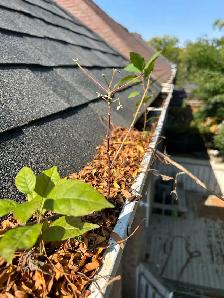 GUTTER & WINDOW CLEANING • PRESSURE WASHING - Photo 2