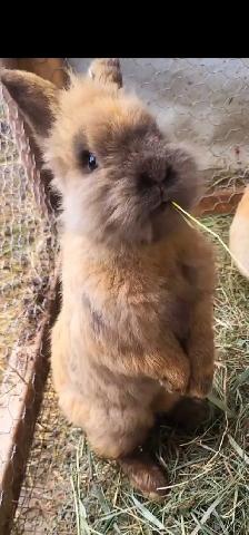 Giving Away Your Rabbit/Rabbits? WE CAN HELP