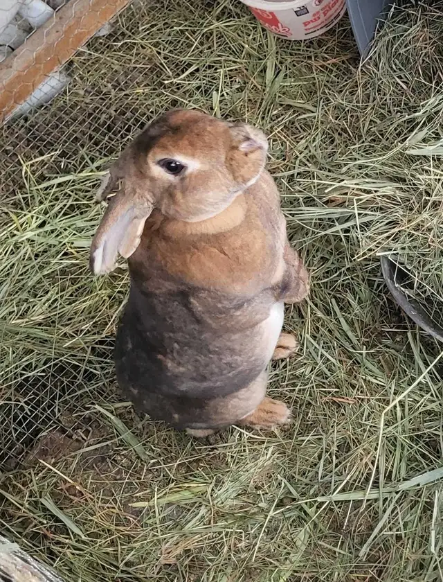 Giving Away Your Rabbit/Rabbits? WE CAN HELP - Photo 2