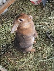 Giving Away Your Rabbit/Rabbits? WE CAN HELP - Photo 2