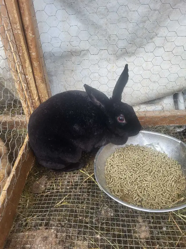 Giving Away Your Rabbit/Rabbits? WE CAN HELP - Photo 3