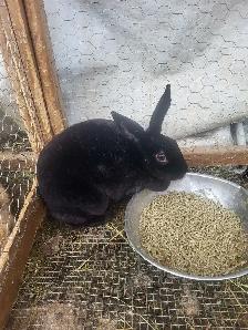 Giving Away Your Rabbit/Rabbits? WE CAN HELP - Photo 3