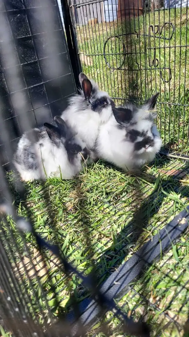 Giving Away Your Rabbit/Rabbits? WE CAN HELP - Photo 4