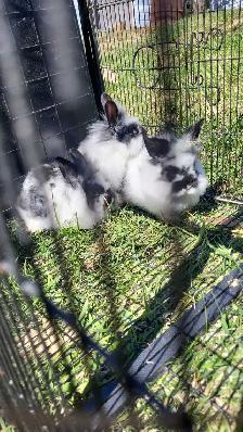 Giving Away Your Rabbit/Rabbits? WE CAN HELP - Photo 4