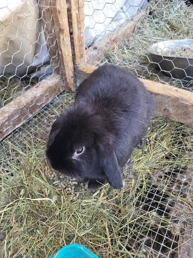 Giving Away Your Rabbit/Rabbits? WE CAN HELP - Photo 5