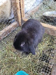 Giving Away Your Rabbit/Rabbits? WE CAN HELP - Photo 5