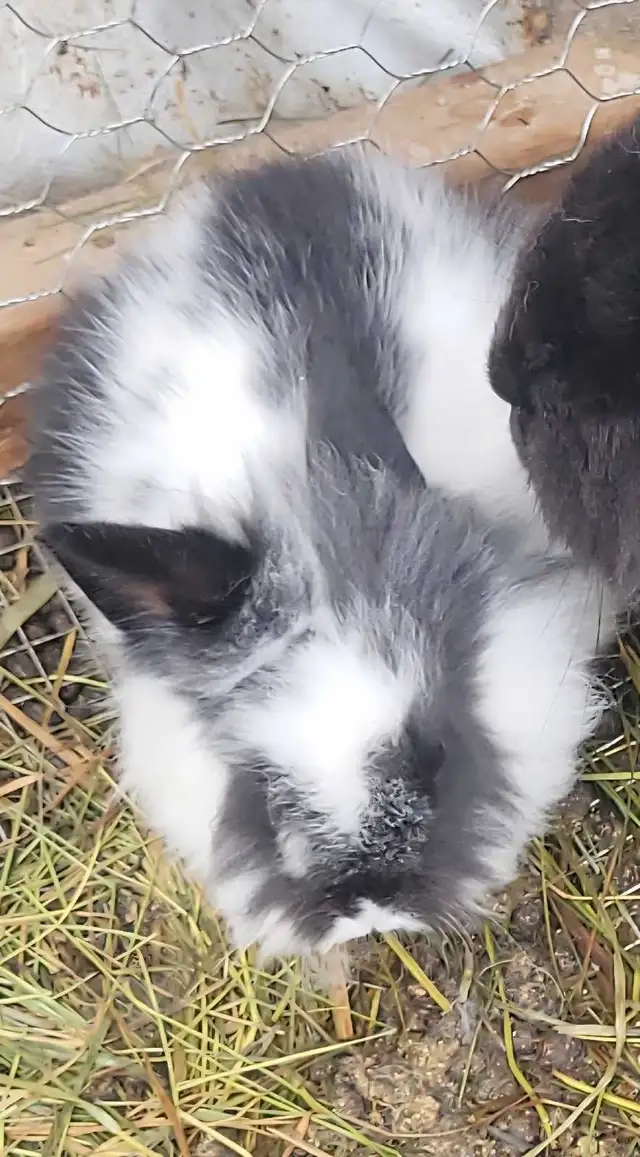 Giving Away Your Rabbit/Rabbits? WE CAN HELP - Photo 6