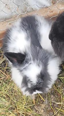 Giving Away Your Rabbit/Rabbits? WE CAN HELP - Photo 6