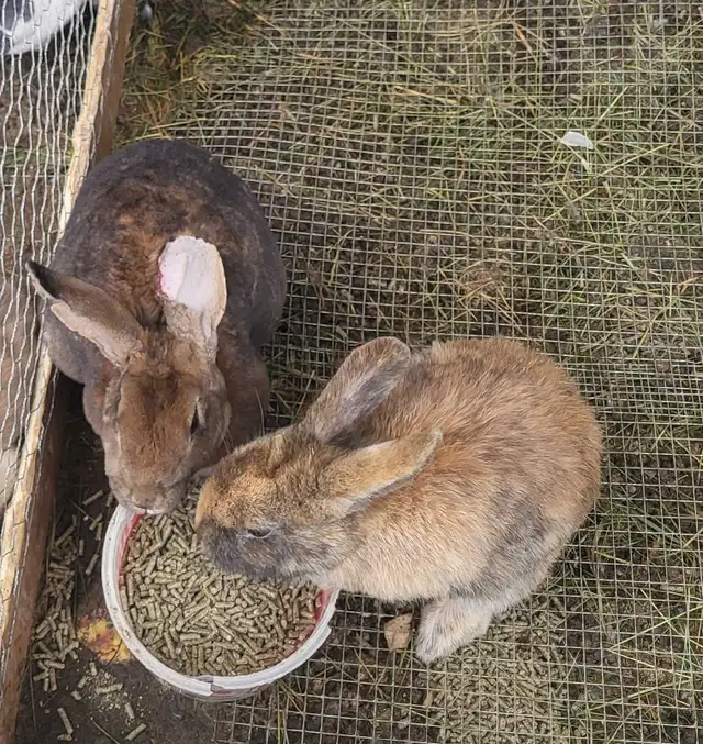 Giving Away Your Rabbit/Rabbits? WE CAN HELP - Photo 7