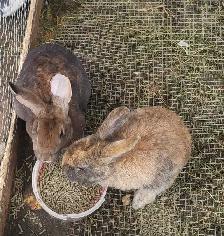 Giving Away Your Rabbit/Rabbits? WE CAN HELP - Photo 7
