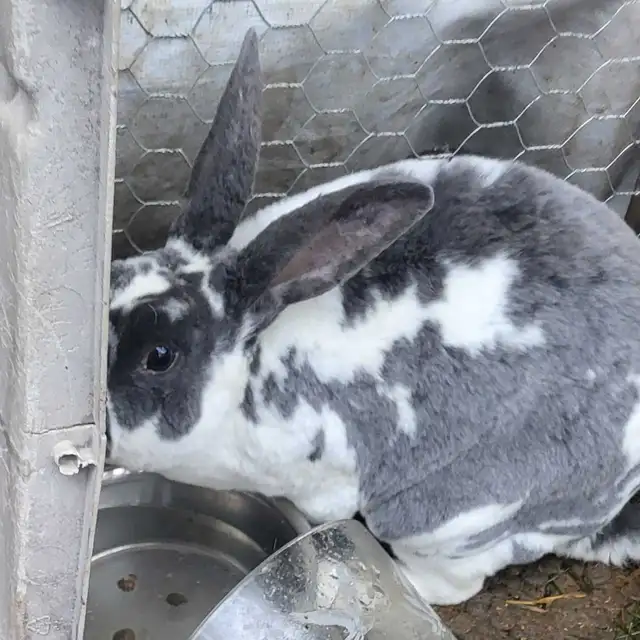 Giving Away Your Rabbit/Rabbits? WE CAN HELP - Photo 8