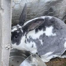 Giving Away Your Rabbit/Rabbits? WE CAN HELP - Photo 8