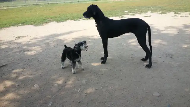 Pro Dog Walking – 10  Years Experience – Etobicoke & Mississauga - Photo 4