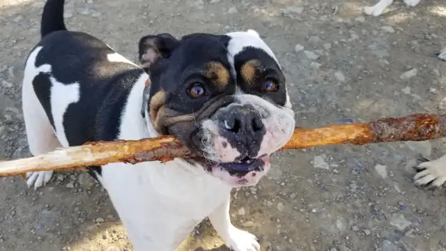 Pro Dog Walking – 10  Years Experience – Etobicoke & Mississauga - Photo 8