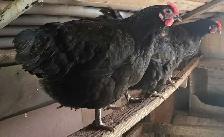 1 year old laying Chickens