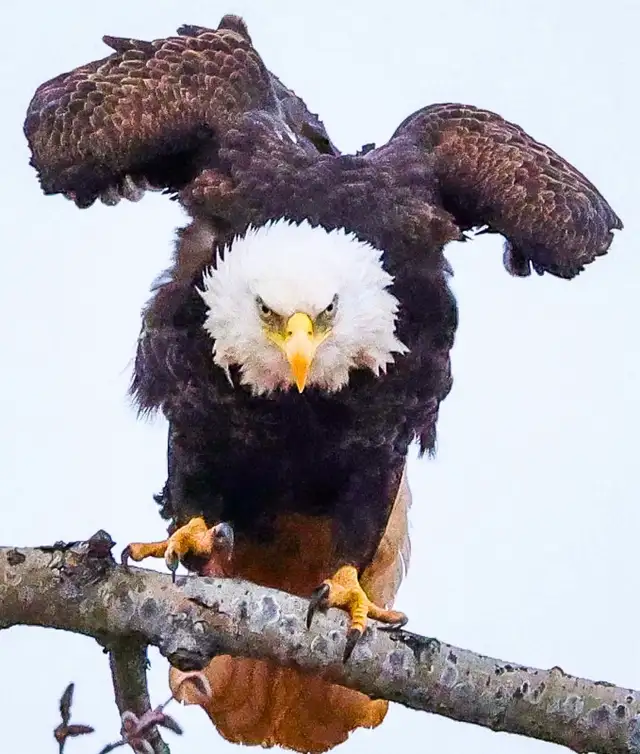Moncton New Brunswick Wildlife Photos - Eagles and Nature Prints