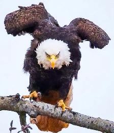 Moncton New Brunswick Wildlife Photos - Eagles and Nature Prints