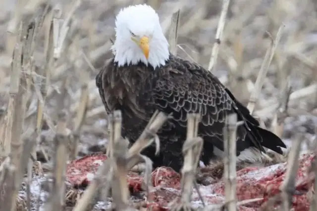 Moncton New Brunswick Wildlife Photos - Eagles and Nature Prints - Photo 2