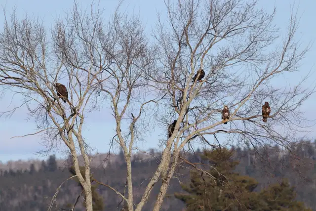 Moncton New Brunswick Wildlife Photos - Eagles and Nature Prints - Photo 3
