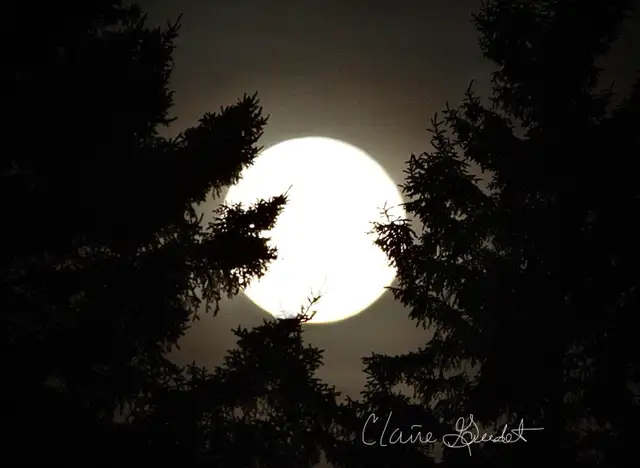 Moncton New Brunswick Wildlife Photos - Eagles and Nature Prints - Photo 4