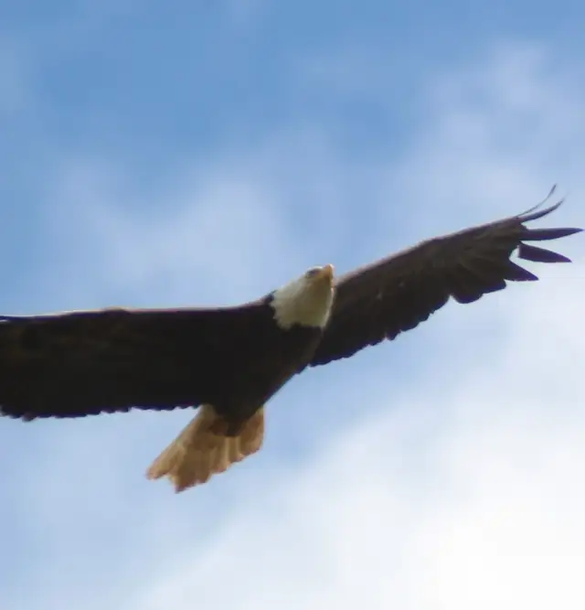 Moncton New Brunswick Wildlife Photos - Eagles and Nature Prints - Photo 6