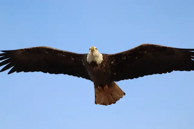 Moncton New Brunswick Wildlife Photos - Eagles and Nature Prints - Photo 7