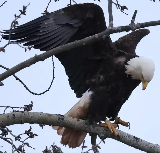 Moncton New Brunswick Wildlife Photos - Eagles and Nature Prints - Photo 9