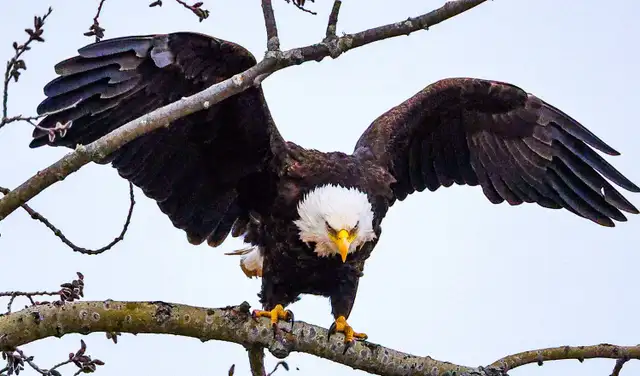 Moncton New Brunswick Wildlife Photos - Eagles and Nature Prints - Photo 10