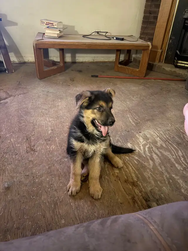 Shepherd puppies