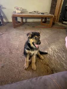 Shepherd puppies