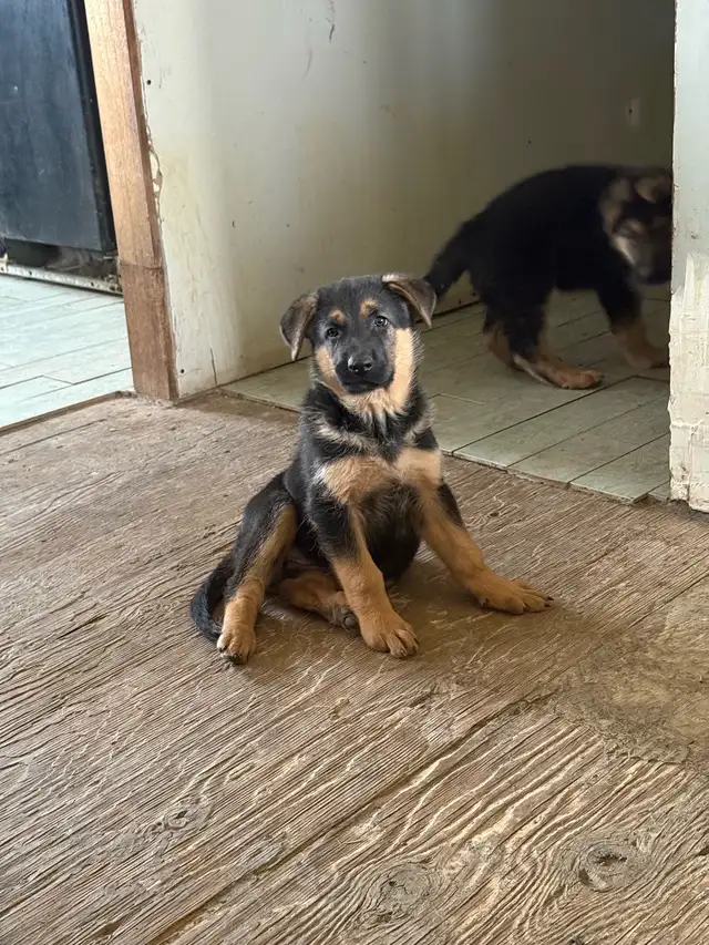 Shepherd puppies - Photo 2
