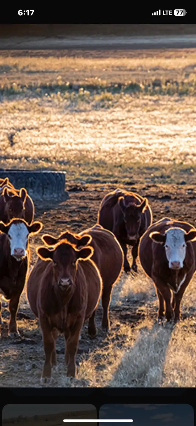 Wanted Replacement Heifers