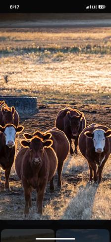 Wanted Replacement Heifers