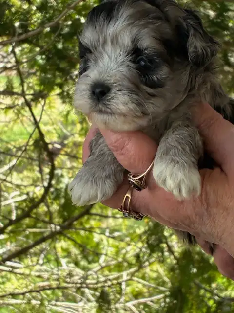 SHIHTZU POODLES