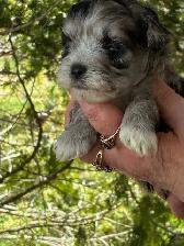 SHIHTZU POODLES