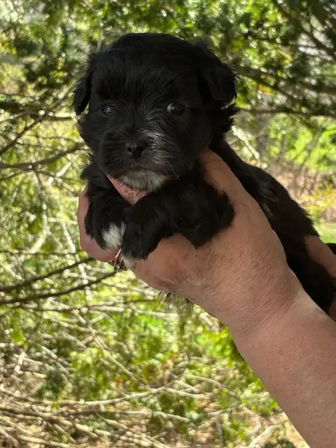 SHIHTZU POODLES - Photo 3